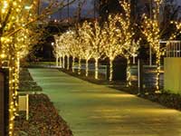 Outdoor Christmas Lighting