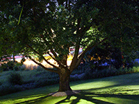 landscape lighting for landscape elements